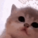 Kitty Jamming